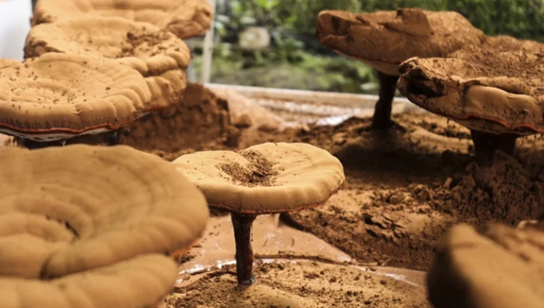 中央电视台2套连续3年报道